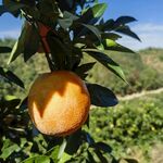 枝头饱满的成熟脐橙