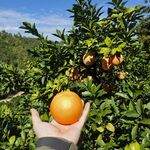 手捧果园脐橙色泽诱人