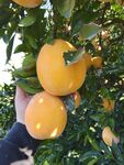 手摘树上饱满金黄脐橙