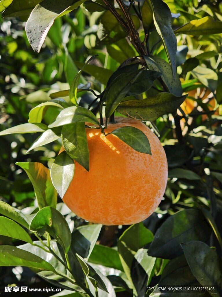 枝头饱满的橙色柑脐橙