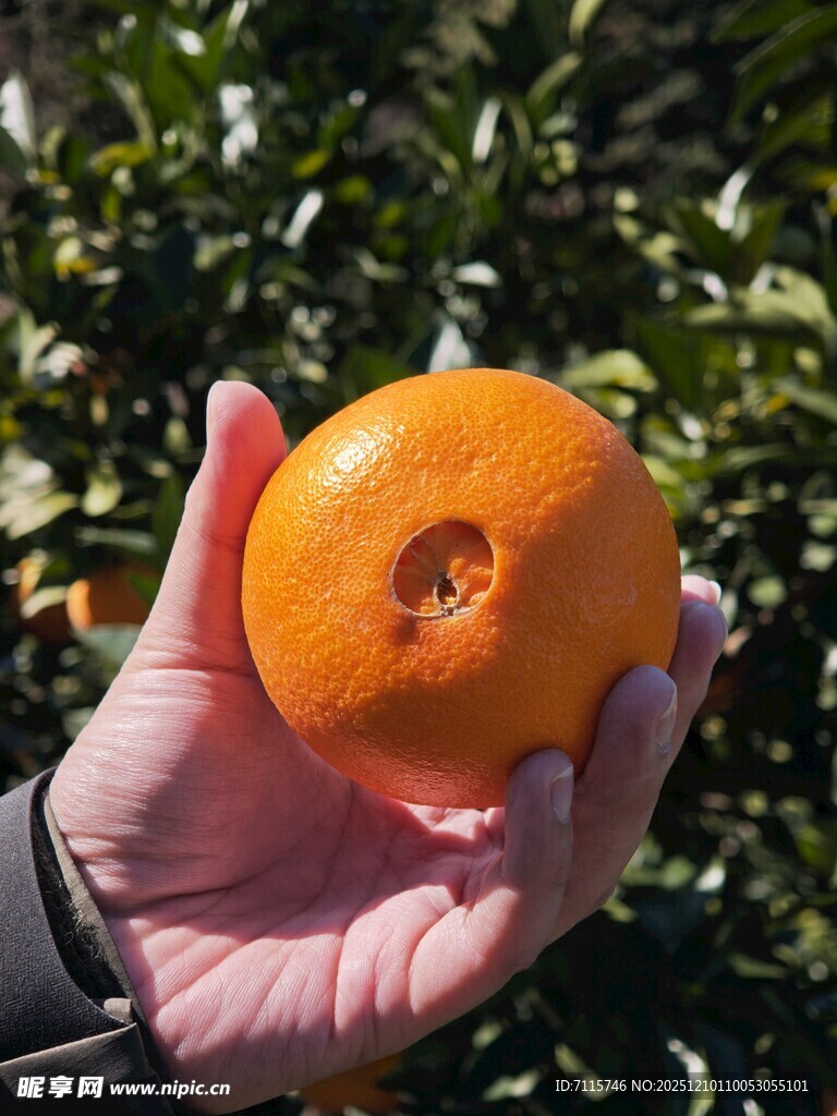 手捧新鲜饱满的脐橙