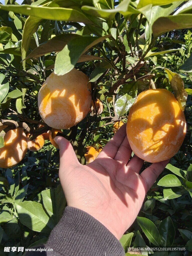 手摘金黄饱满的新鲜脐橙