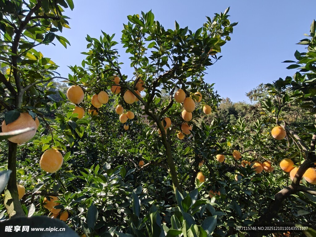 果园中挂满果实的脐橙树