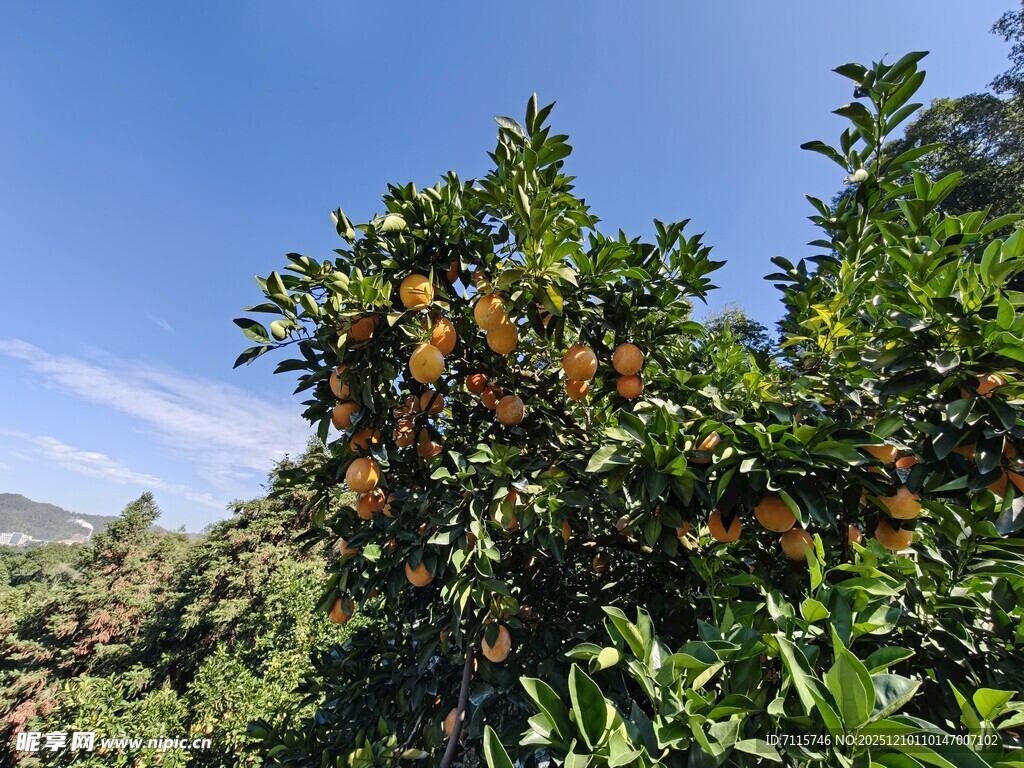 枝头脐橙映蓝天