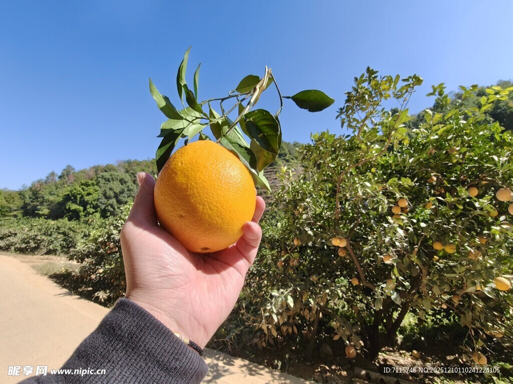 手捧果园脐橙