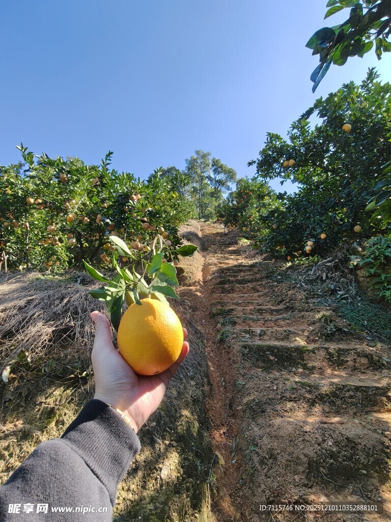 赣南脐橙果园实拍