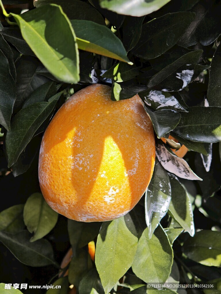 枝头上的赣南脐橙