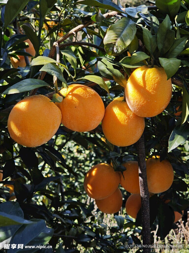 挂满果实的橙色脐橙树