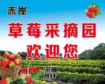 赤岸草莓采摘园欢迎您
