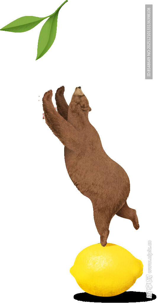 小熊立于柠檬上俏皮瞬间