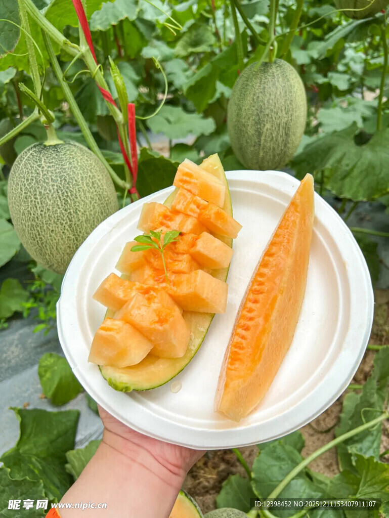 手捧美味切开的新鲜甜瓜