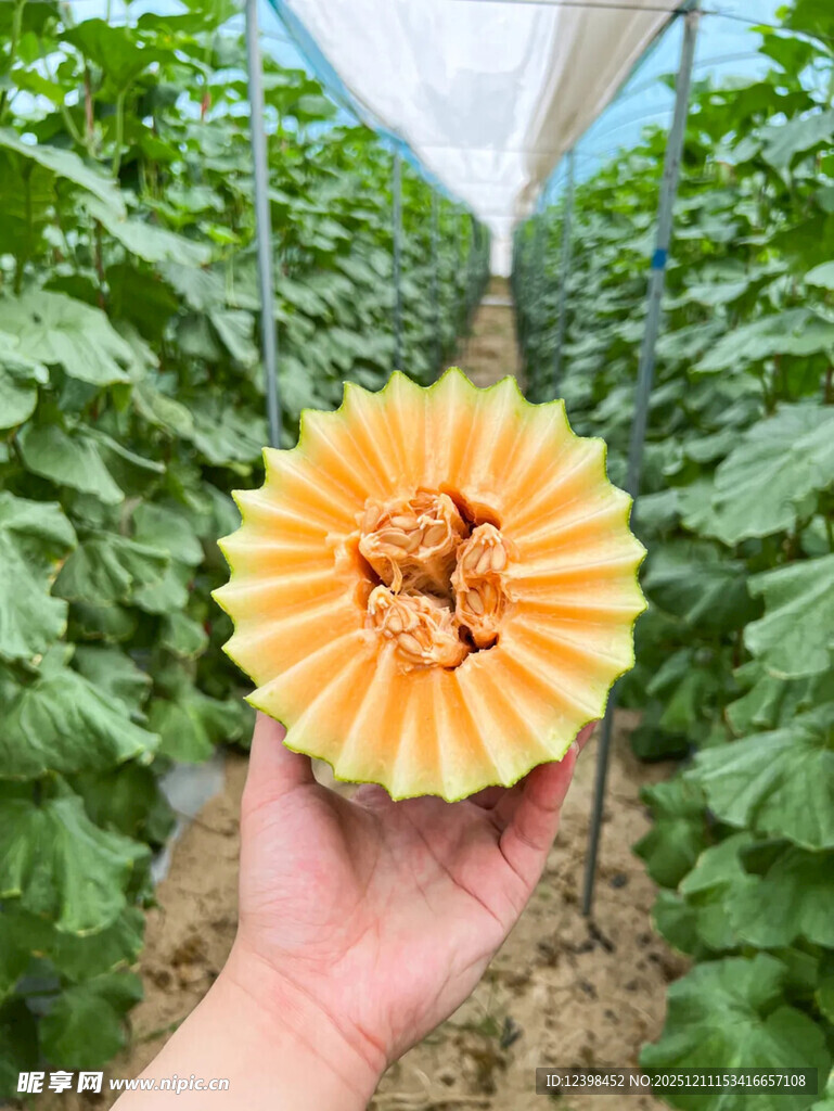 手捧切开的新鲜甜瓜