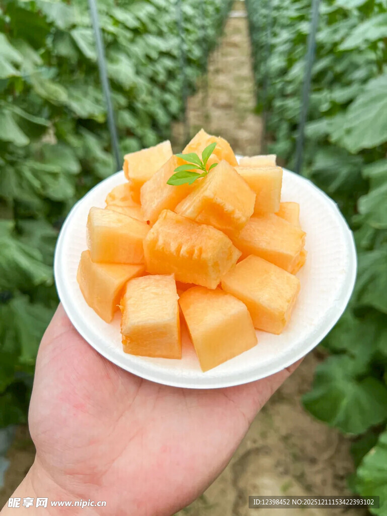 手捧切块甜瓜田园景象