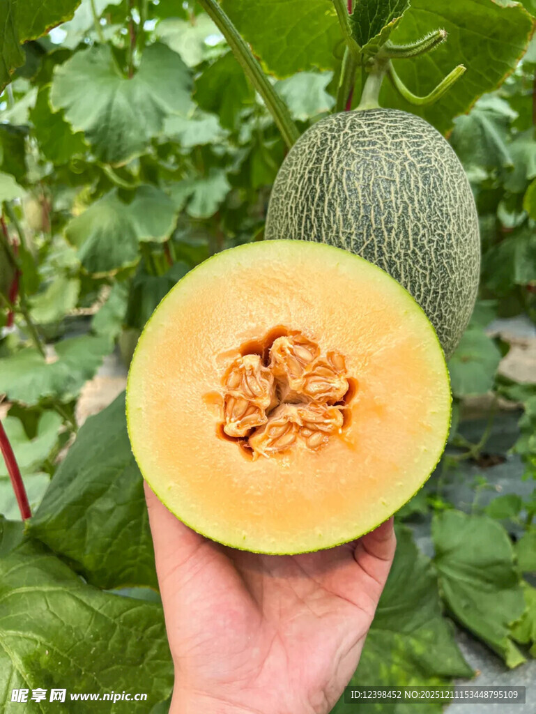 手捧切开的新鲜甜瓜