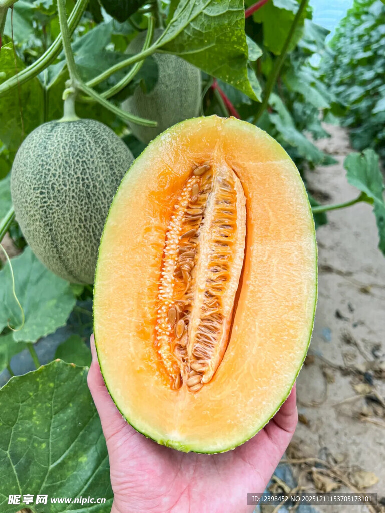 手捧切开的新鲜甜瓜