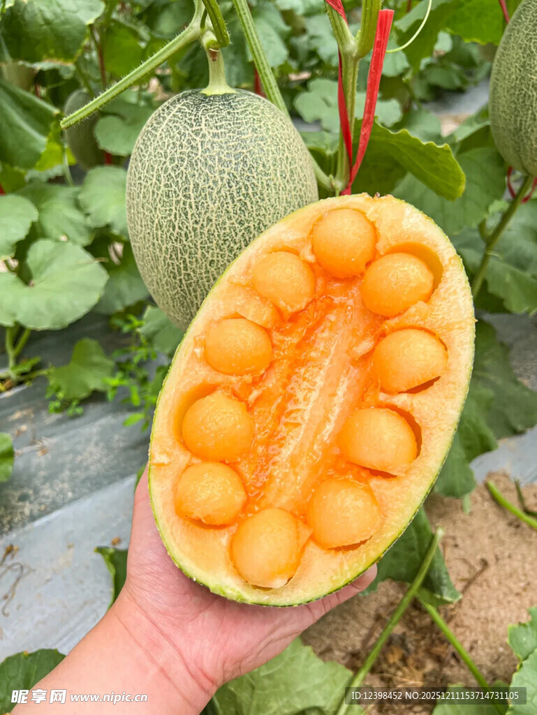 手捧切开的香甜蜜瓜