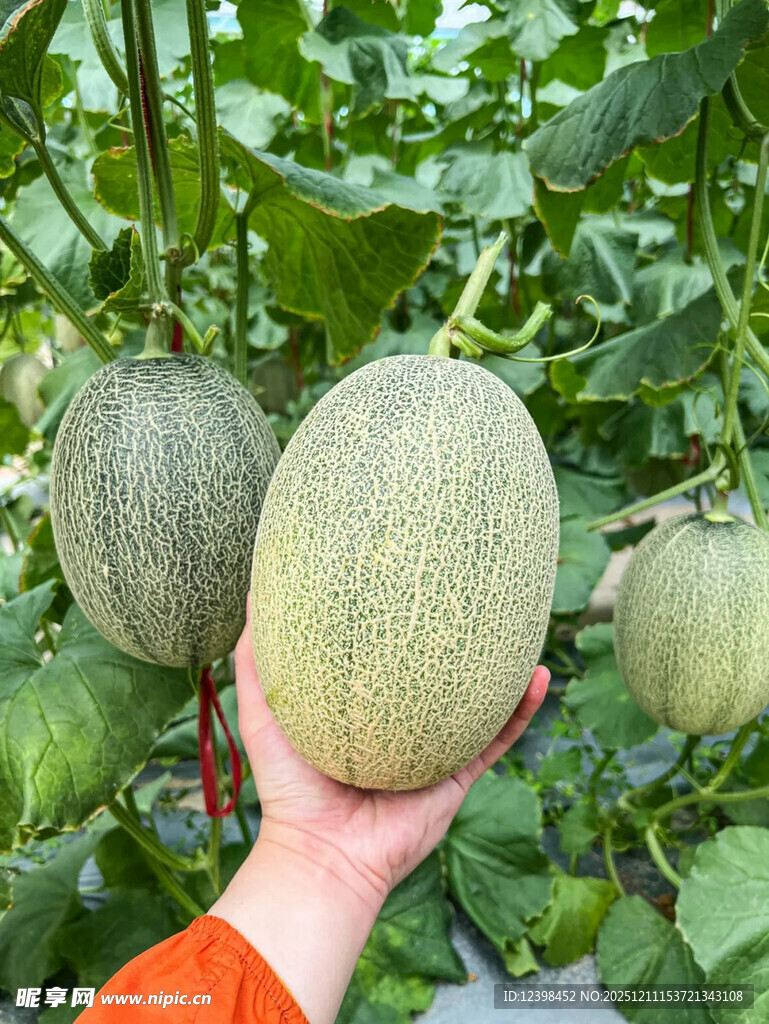 手捧田间新鲜大甜瓜