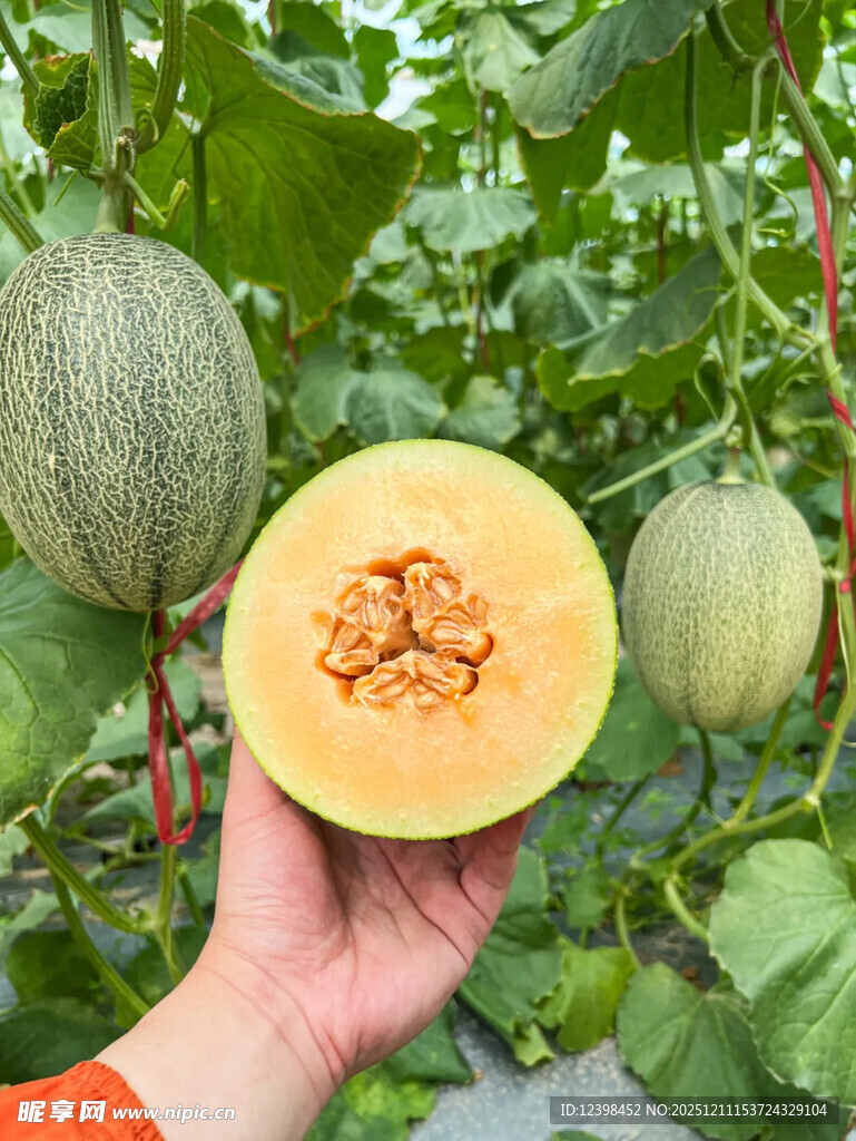 手捧新鲜切开的甜瓜