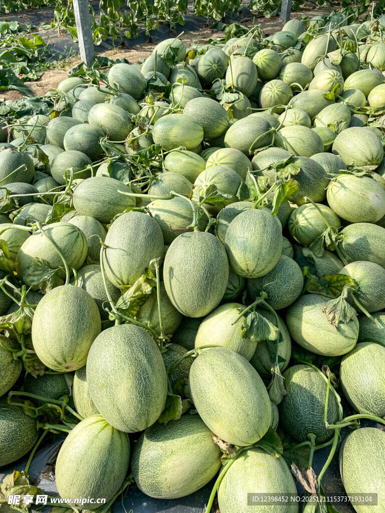 满地丰收的新鲜甜瓜