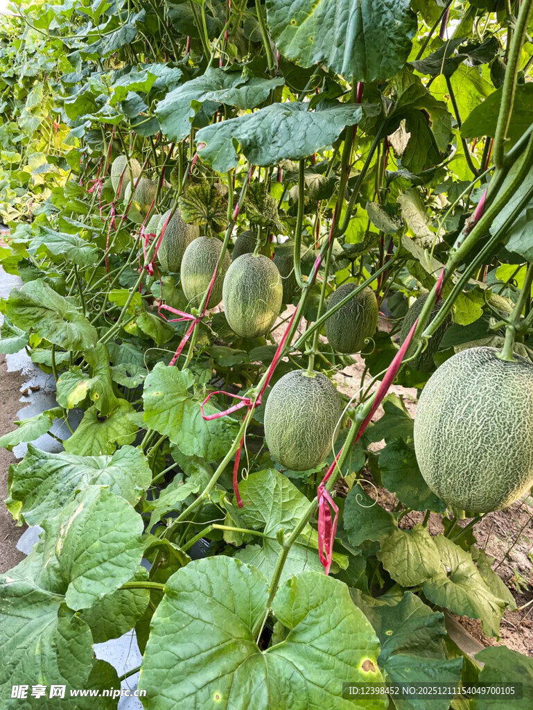 藤蔓上的绿甜瓜