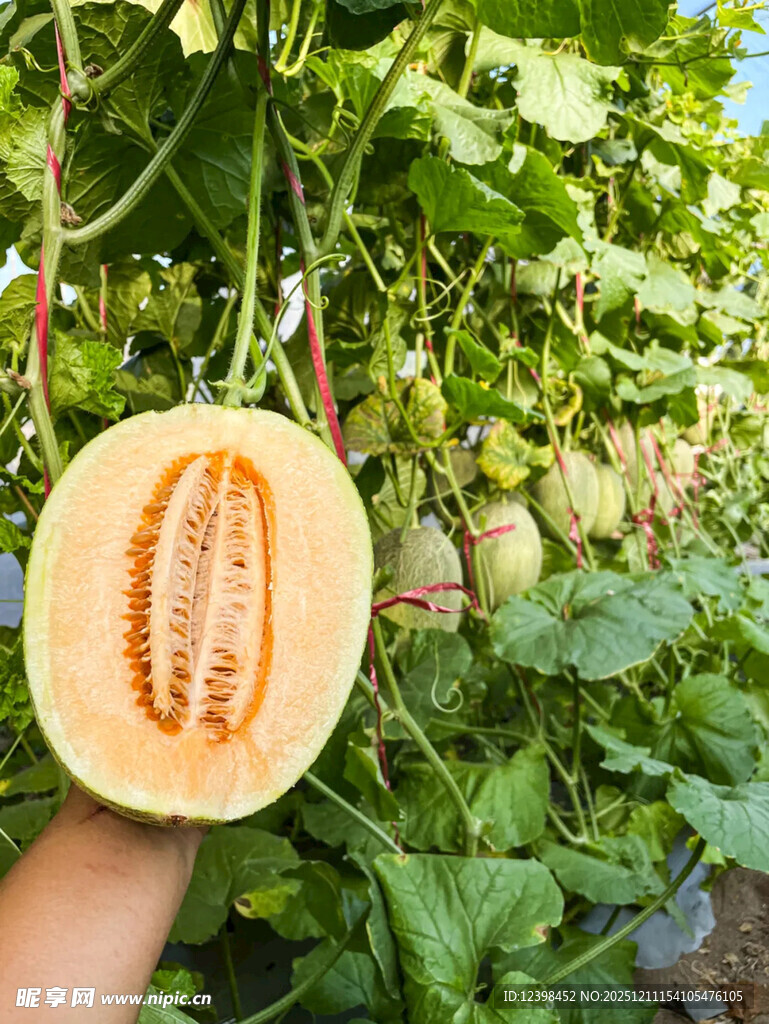 手捧切开的田间新鲜蜜瓜