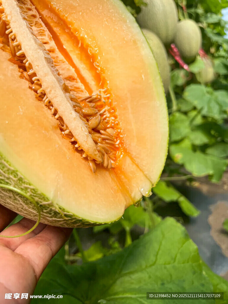 手捧切开的新鲜哈密瓜