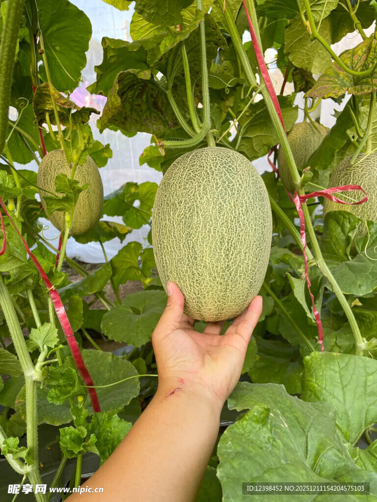 手捧田间成熟的新鲜甜瓜