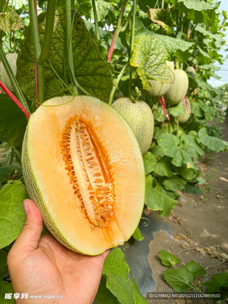 手捧切开的新鲜哈密瓜