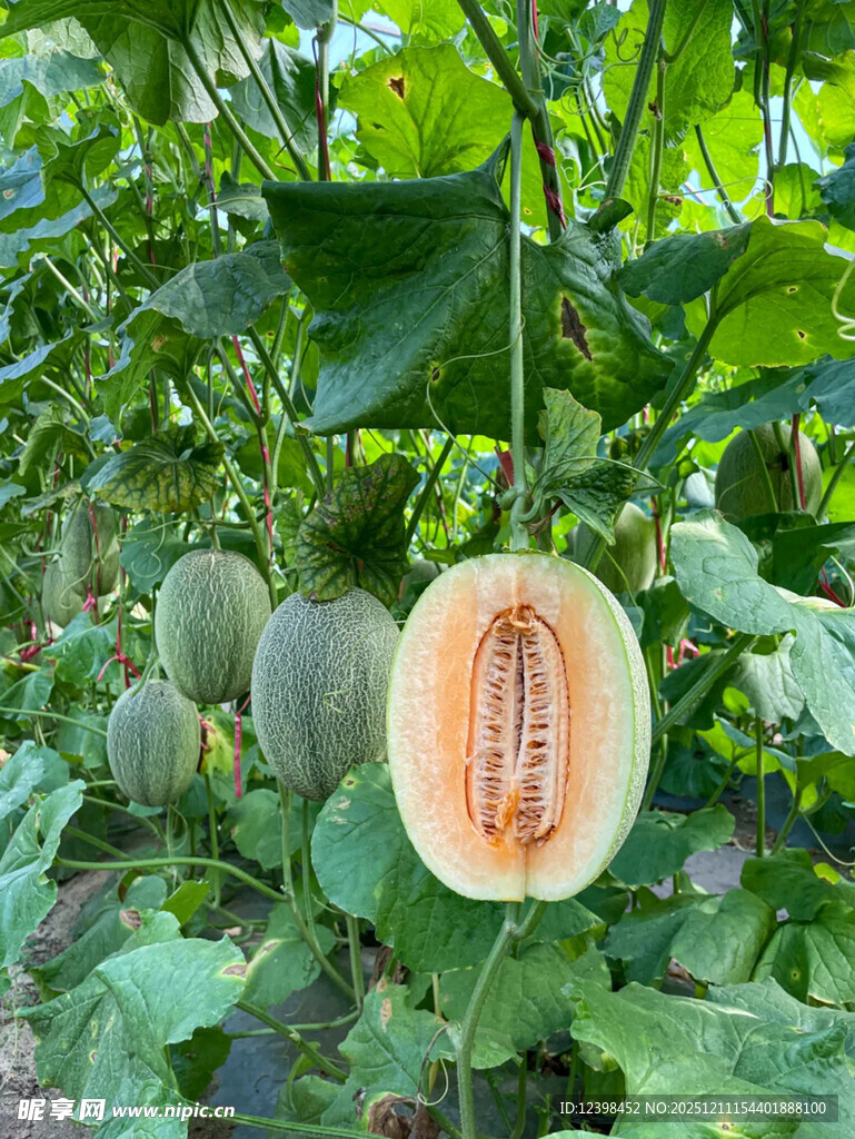 田间成熟的香甜哈密瓜