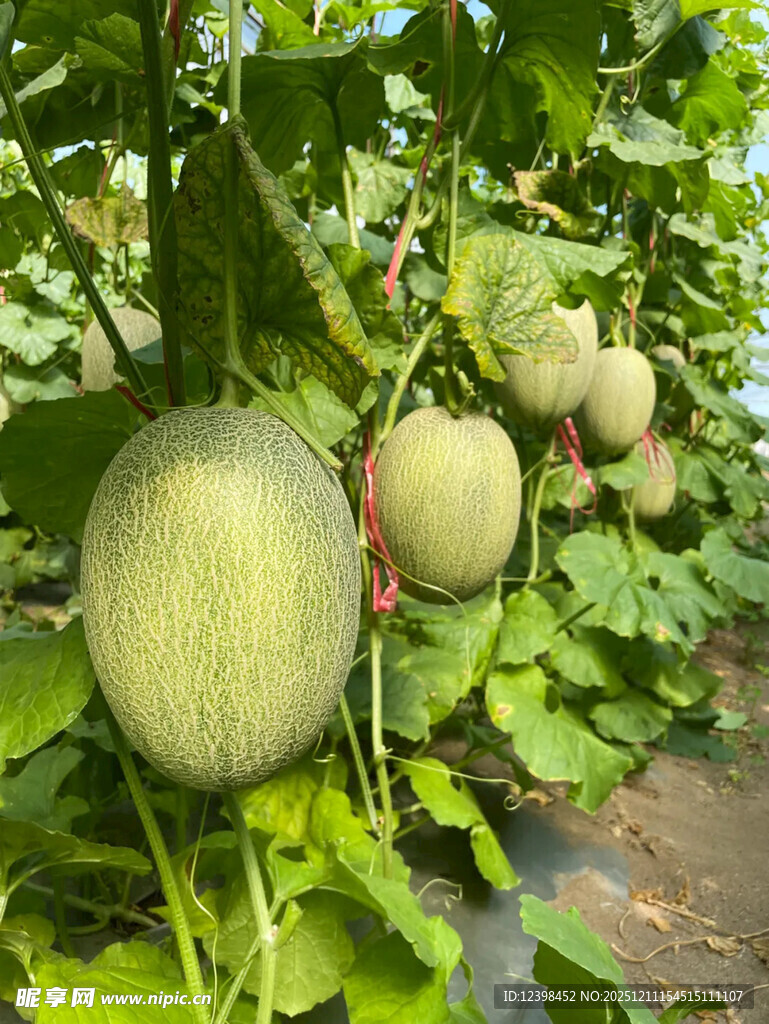 藤蔓上的鲜嫩甜瓜