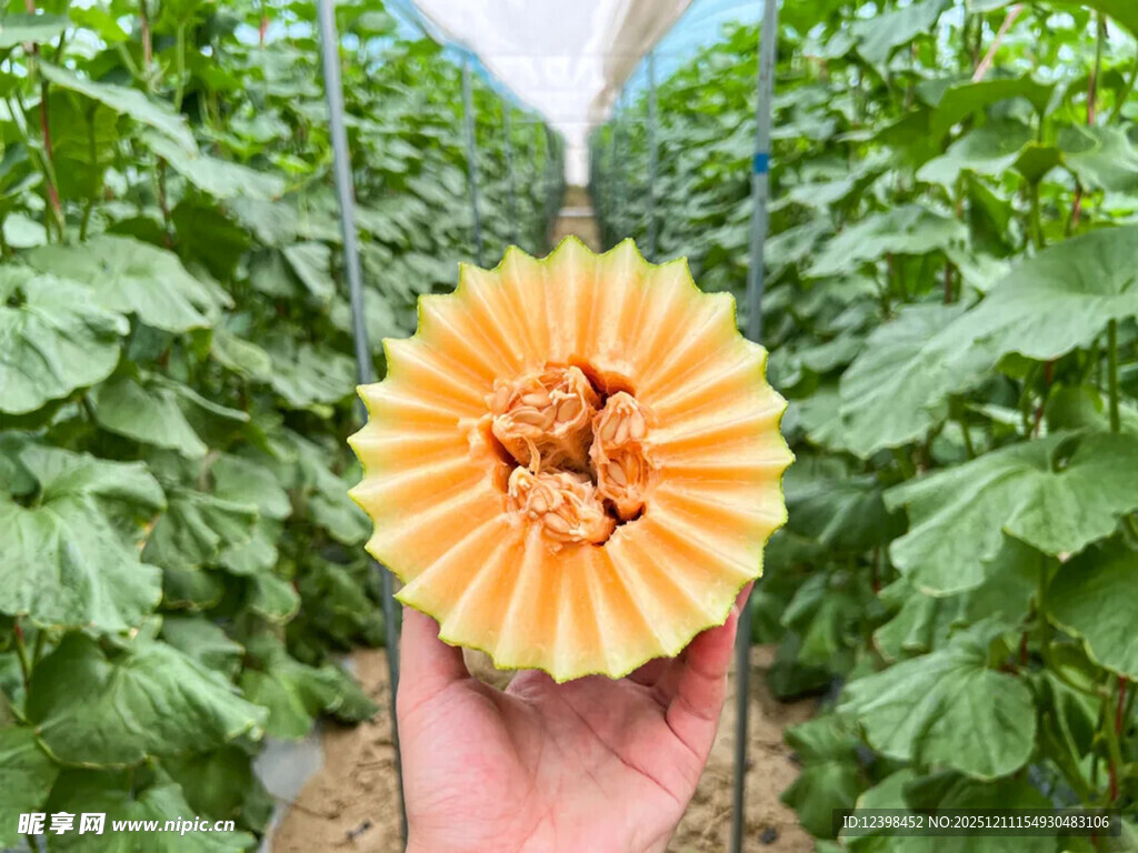 手捧新鲜切开的甜瓜