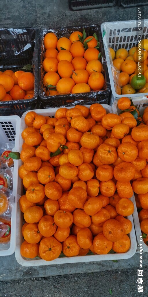 新鲜金桔整齐摆放售卖