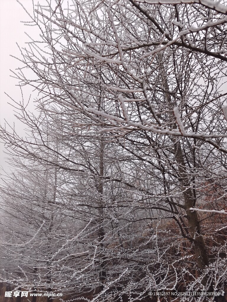 雾凇覆盖的树林景观