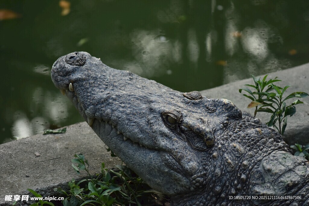 岸边休憩的鳄鱼