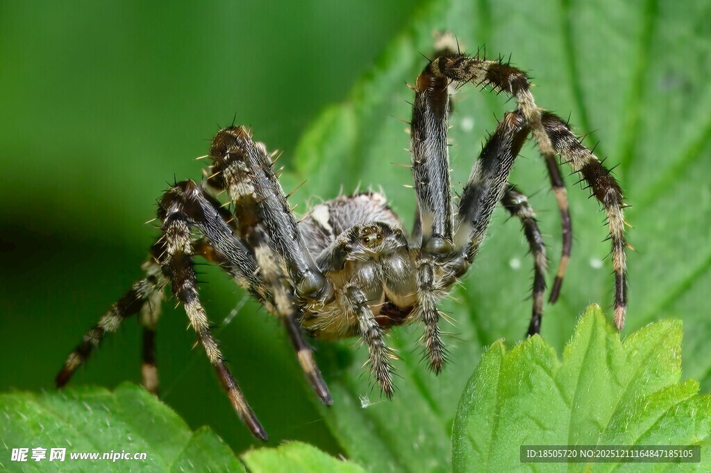 绿叶上的花纹蜘蛛