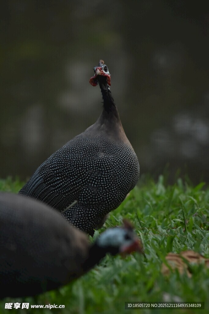 草地上的两只野生禽类