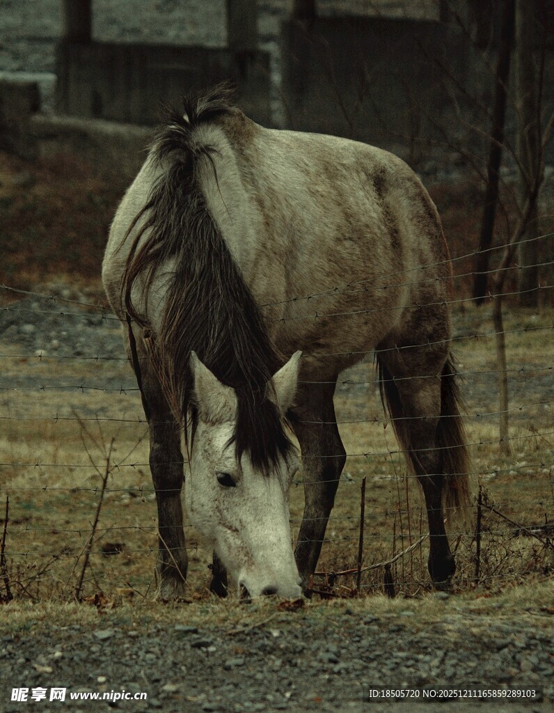 低头吃草的骏马