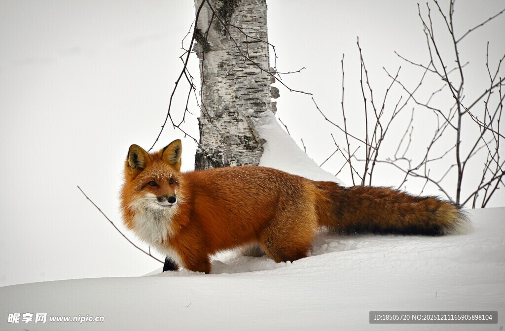 雪地中的红狐