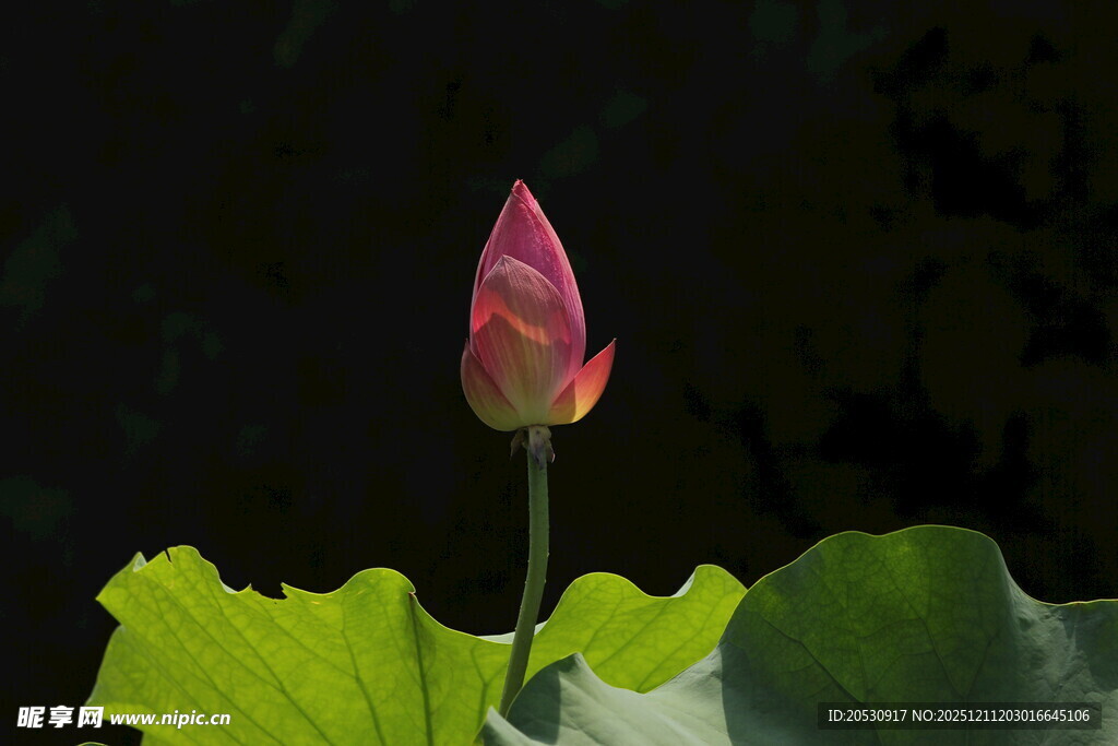 含苞待放的粉嫩荷花