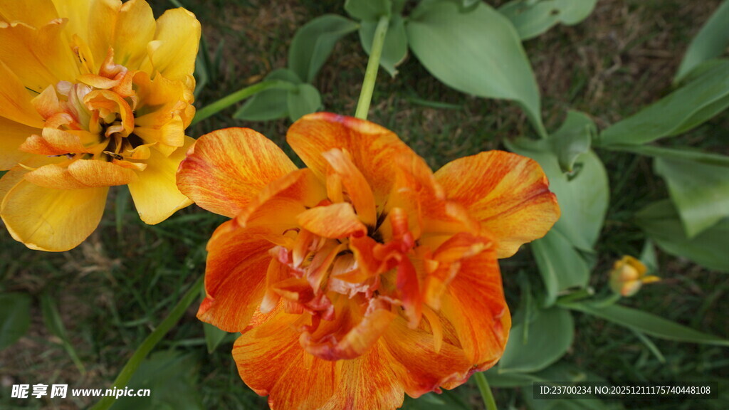 双色美丽花卉绽放