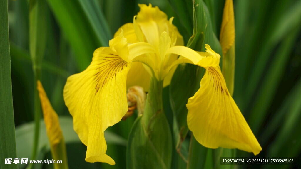 黄色鸢尾花绽放