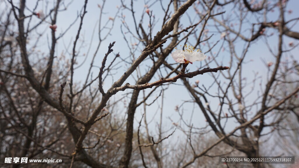 冬日树枝覆雪景象