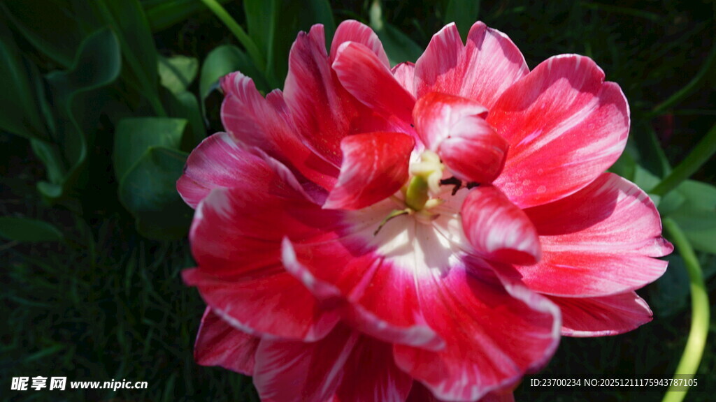 娇艳红粉郁金香绽放