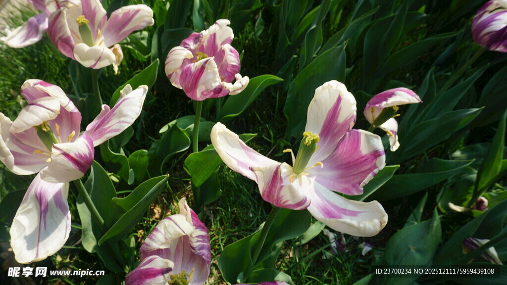 娇艳玉兰花绽放