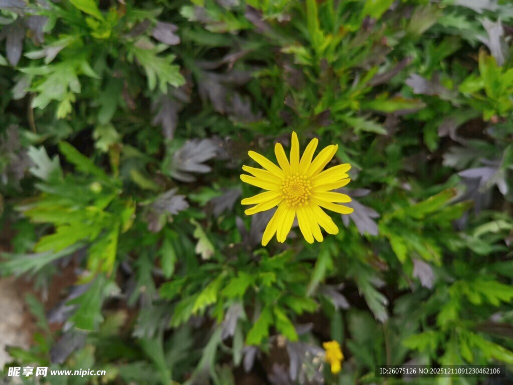 黄色小花绽放于绿叶间