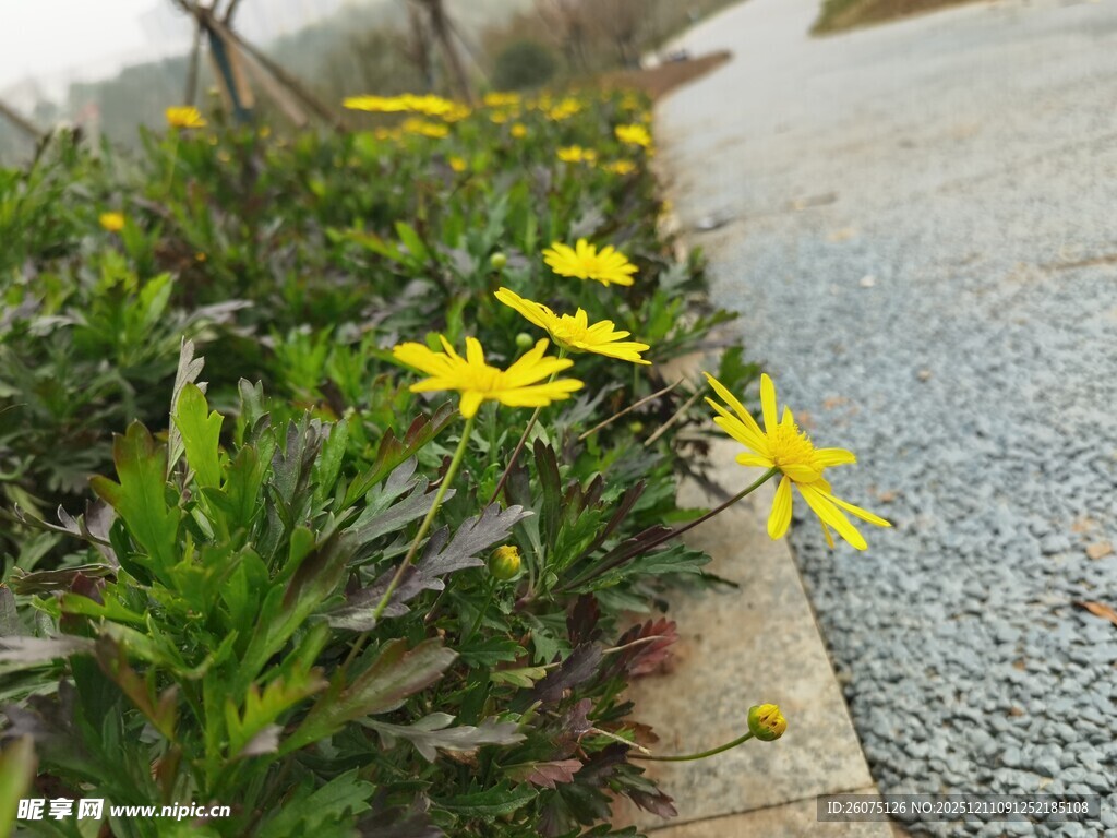 路边绽放的黄色小花