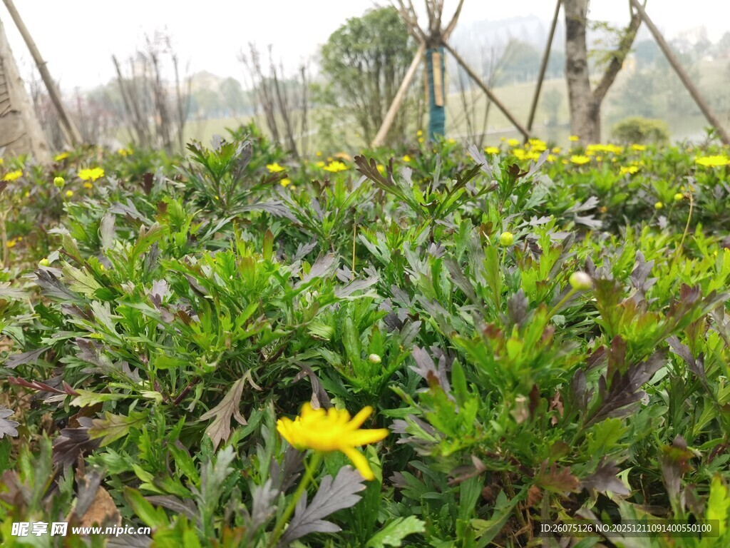 田野中的黄色小花绽放