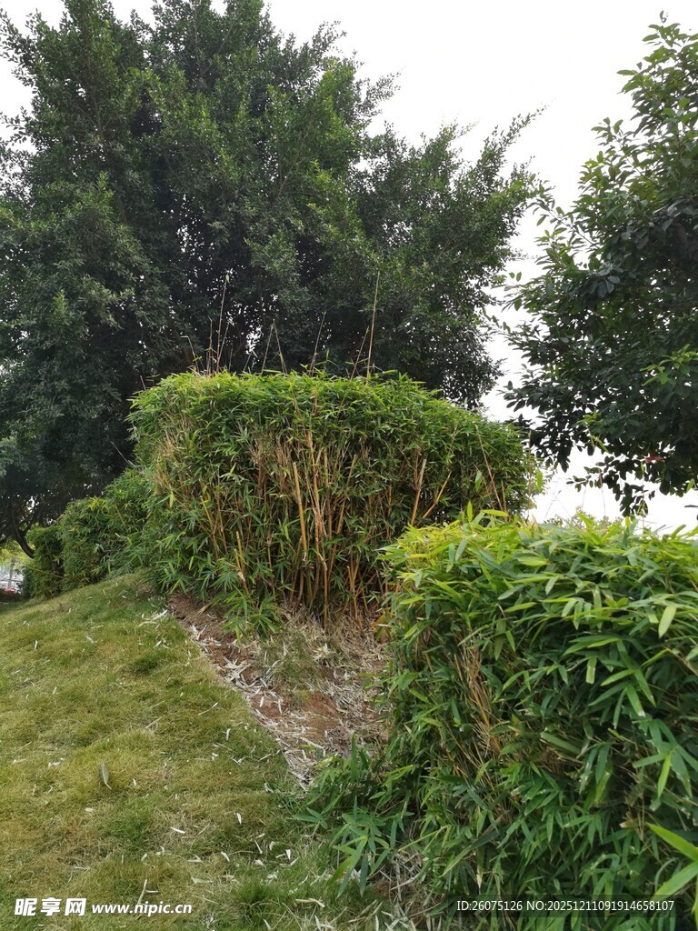 绿意盎然的园林绿植景观