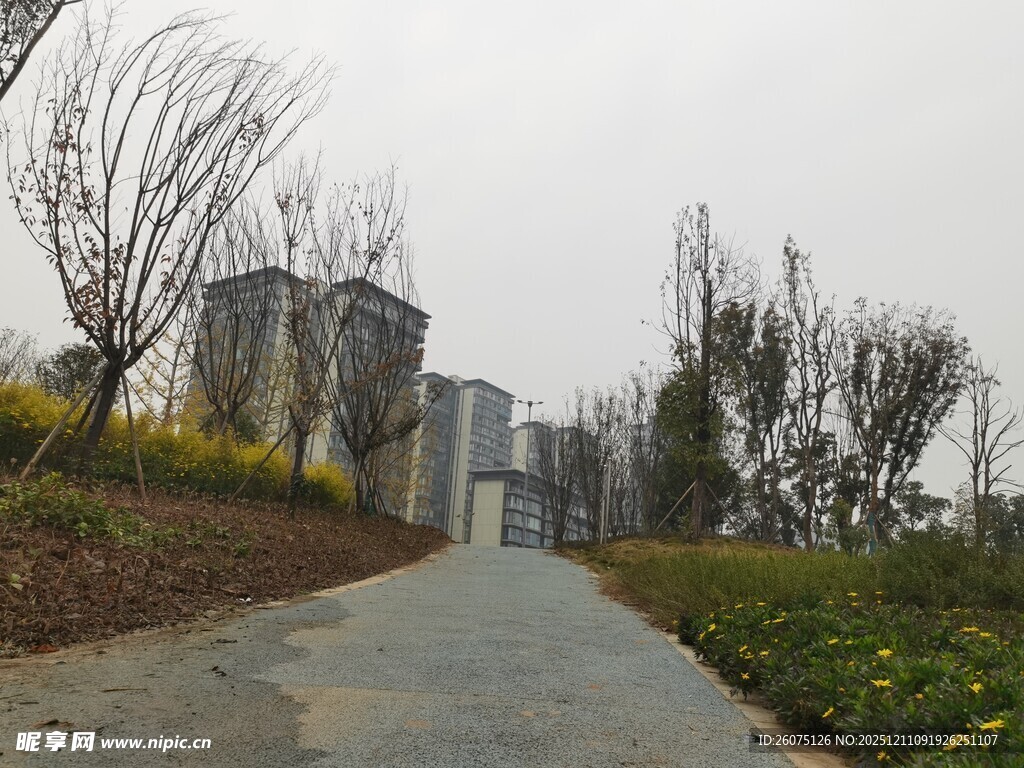 城郊小路旁的绿植与建筑