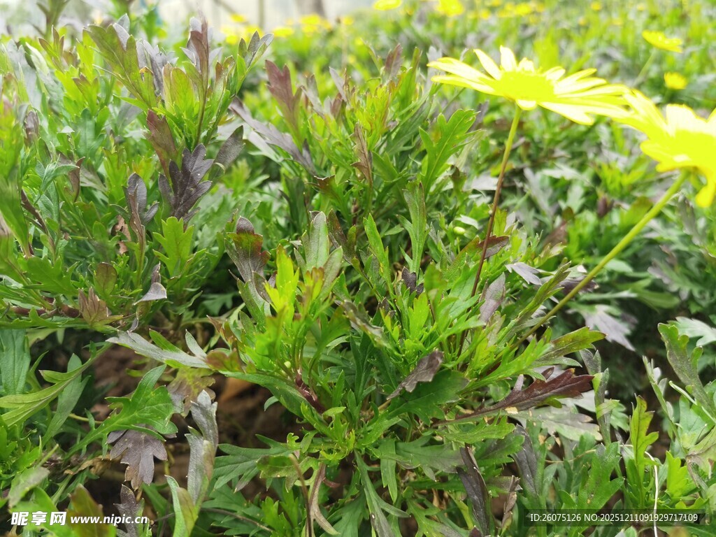 翠绿繁茂的草地植物